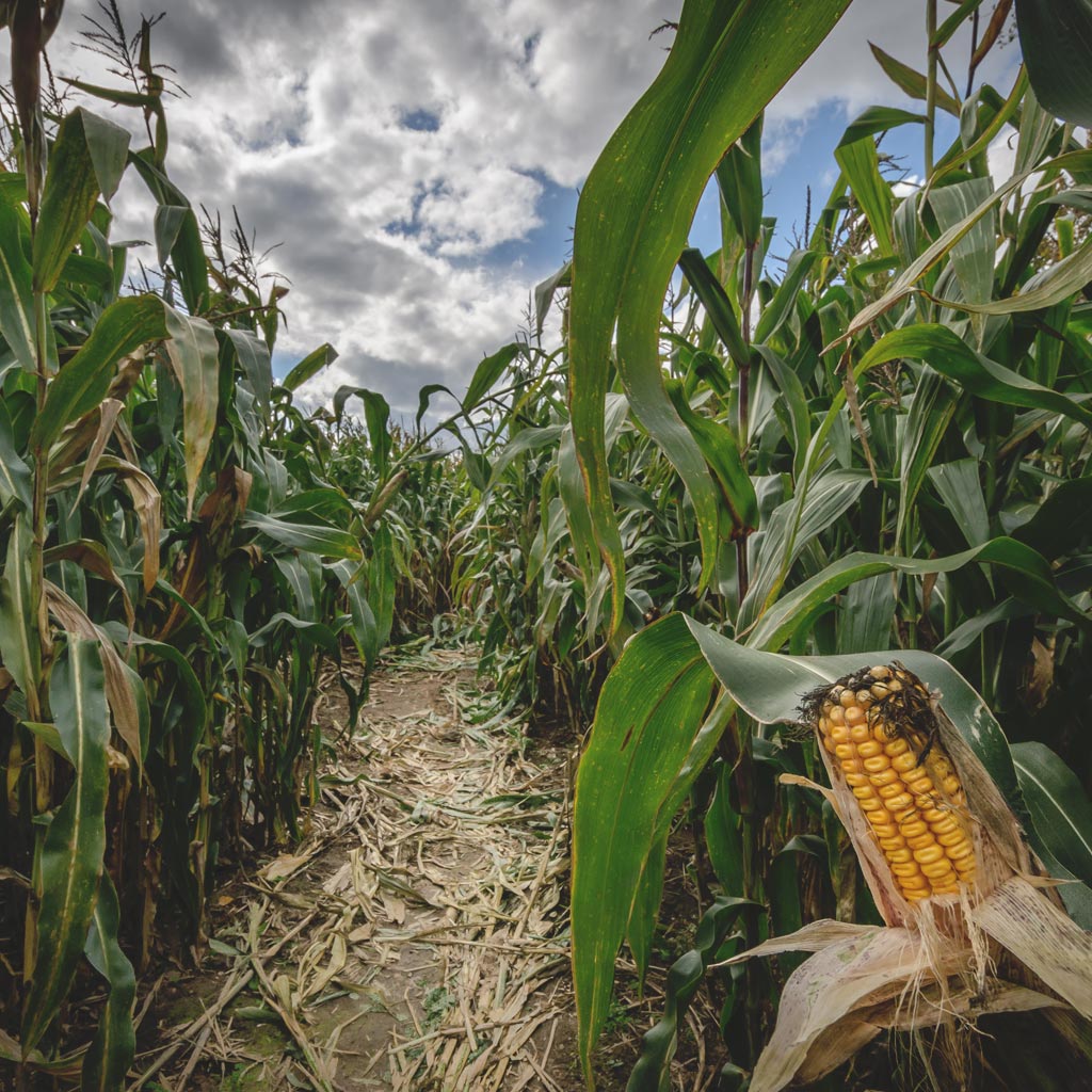 Pathway through a corn field nearing the end of the harvest